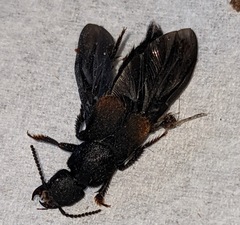 Platydracus fossator