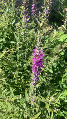 Lythrum salicaria