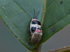 Alagoasa bipunctata