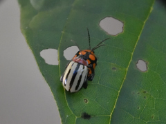 Alagoasa bipunctata