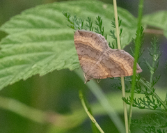 Scotopteryx chenopodiata