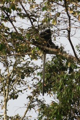 Trachypithecus cristatus