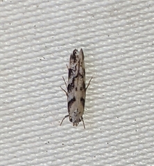 Coleotechnites atrupictella