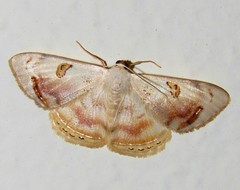Argyrotome prospectata