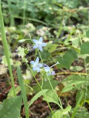 Campanula scouleri