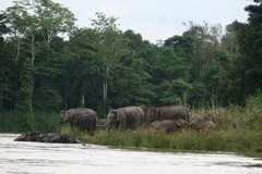 Elephas maximus borneensis