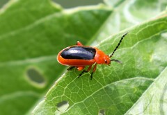 Disonycha discoidea