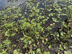 Ludwigia peploides glabrescens