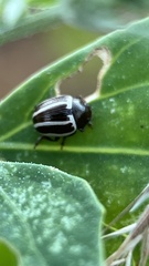 Zygogramma suturalis