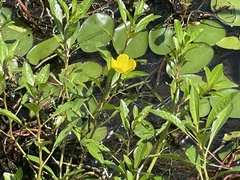 Ludwigia peploides glabrescens