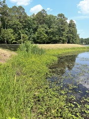 Ludwigia peploides glabrescens