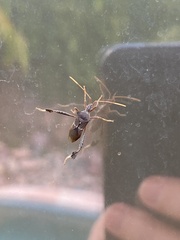 Leptoglossus brevirostris