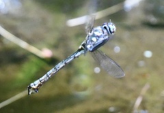 Somatochlora elongata