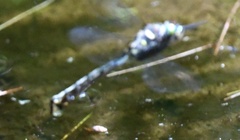 Somatochlora elongata