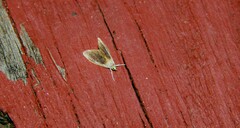 Glaphyria fulminalis