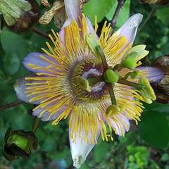 Passiflora bicornis