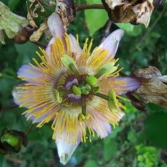 Passiflora bicornis