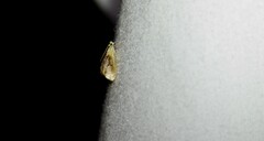 Glaphyria fulminalis