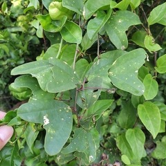 Passiflora bicornis