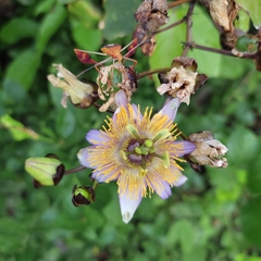 Passiflora bicornis