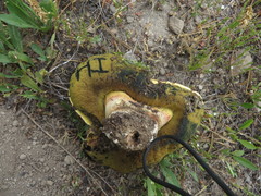 Butyriboletus