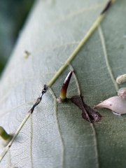 Caryomyia subulata