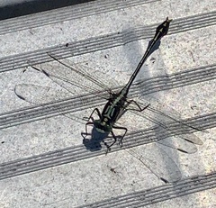 Dromogomphus