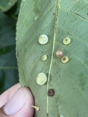 Caryomyia glauciglobus