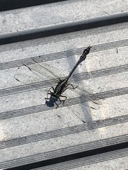 Dromogomphus