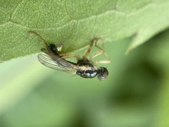 Cordilura