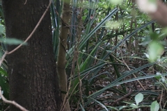 Pandanus austrosinensis