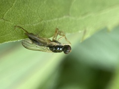 Cordilura