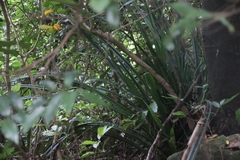 Pandanus austrosinensis