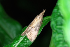 Hypena humuli