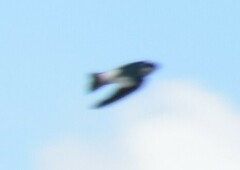 Tachycineta albiventer