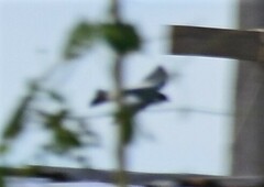 Tachycineta albiventer