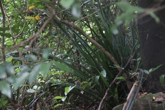 Pandanus austrosinensis