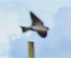 Tachycineta albiventer