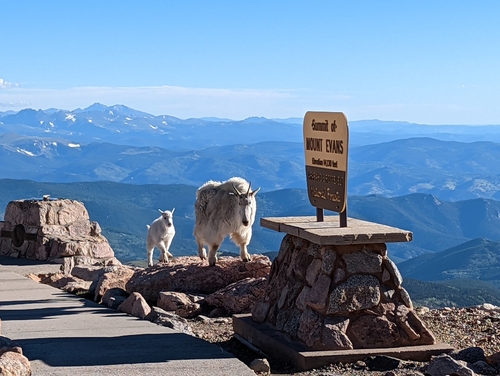Mountain Goat photographed in Colorado