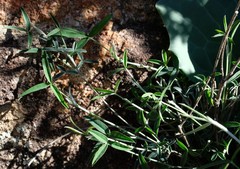 Argyrolobium petiolare