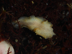 Enchiridium punctatum
