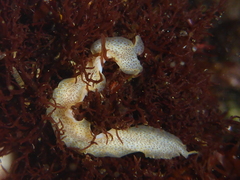Enchiridium punctatum