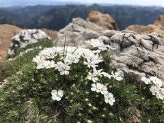 Phlox pulvinata