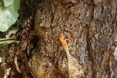 Calotes versicolor