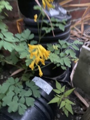 Pseudofumaria lutea