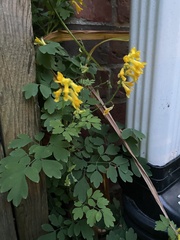 Pseudofumaria lutea