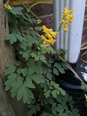Pseudofumaria lutea