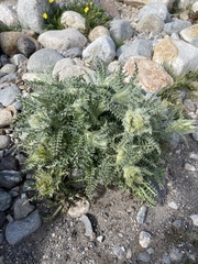 Cirsium scopulorum