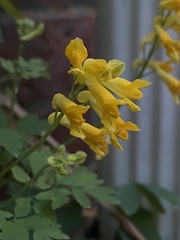 Pseudofumaria lutea