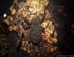 Poropterus variabilis